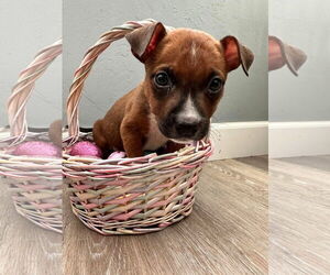 Chihuahua-Unknown Mix Dogs for adoption in New London, WI, USA