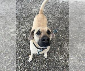 Shepradors Dogs for adoption in Palmetto, FL, USA