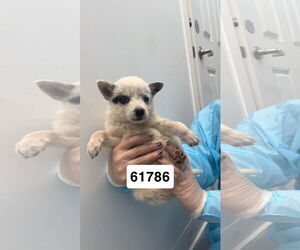 Mutt Dogs for adoption in Chico, CA, USA