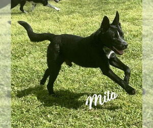 Medium Photo #7 Shepradors Puppy For Sale in HOUSTON, TX, USA