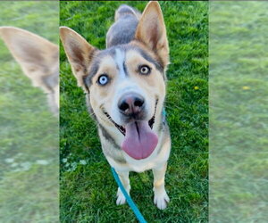 Gerberian Shepsky Dogs for adoption in Sacramento, CA, USA