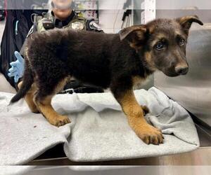 German Shepherd Dog Dogs for adoption in Woodland, CA, USA