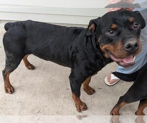 Rottweiler-Unknown Mix Dogs for adoption in Houston, TX, USA