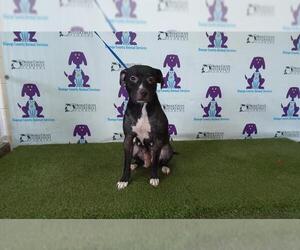 American Pit Bull Terrier-Unknown Mix Dogs for adoption in Orlando, FL, USA