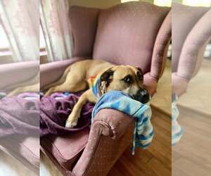 Anatolian Shepherd-Unknown Mix Dogs for adoption in New London, WI, USA