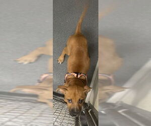 American Pit Bull Terrier Dogs for adoption in Glen Allen, VA, USA