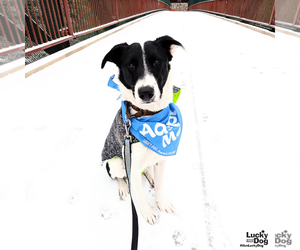 Border Collie-Unknown Mix Dogs for adoption in Washington, DC, USA