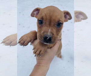 Mutt Dogs for adoption in Winter, WI, USA