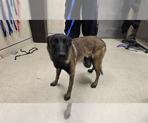 Mutt Dogs for adoption in Riverside, CA, USA