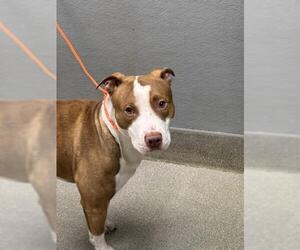 American Pit Bull Terrier-Unknown Mix Dogs for adoption in Las Vegas, NV, USA
