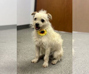 Mutt Dogs for adoption in Euless, TX, USA