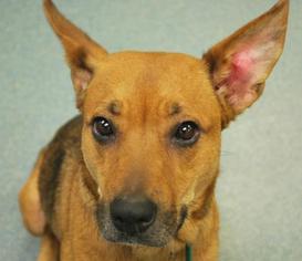 German Shepherd Dog Dogs for adoption in Newton, KS, USA