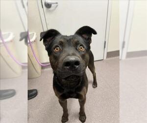 Black Mouth Cur-Unknown Mix Dogs for adoption in Tracy, CA, USA