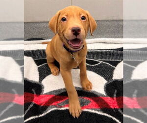 American Foxhound Dogs for adoption in Waterford, VA, USA