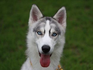 Siberian Husky Dogs for adoption in Cookeville, TN, USA