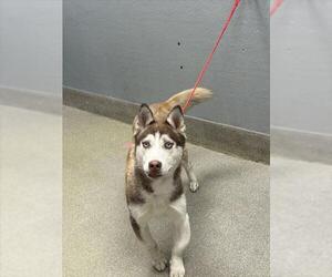 Siberian Husky-Unknown Mix Dogs for adoption in Las Vegas, NV, USA