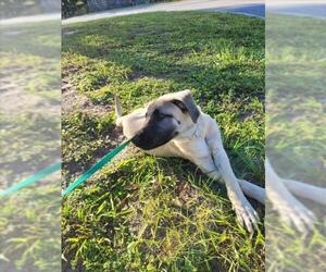 German Shepherd Dog-Unknown Mix Dogs for adoption in St. Cloud, FL, USA