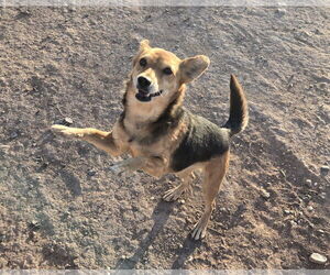 Chi-Corgi Dogs for adoption in Peralta, NM, USA