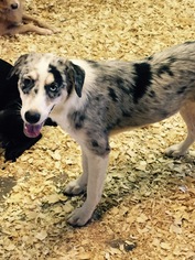 Australian Shepherd Dogs for adoption in Del Rio, TX, USA