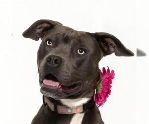 American Pit Bull Terrier Dogs for adoption in Santa Barbara, CA, USA