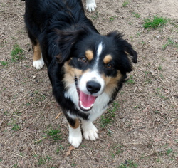 Australian Shepherd Dogs for adoption in Malakoff, TX, USA