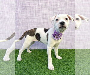 Bullypit Dogs for adoption in Corona, CA, USA