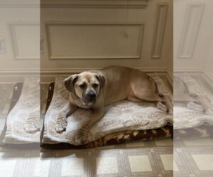 Mutt Dogs for adoption in Virginia Beach, VA, USA