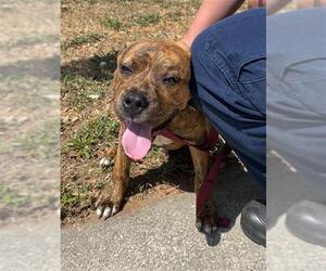 American Pit Bull Terrier-Unknown Mix Dogs for adoption in Augusta, GA, USA