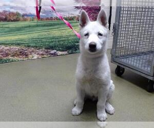 Siberian Husky-Unknown Mix Dogs for adoption in Moreno Valley, CA, USA
