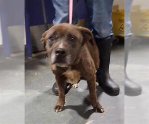 American Pit Bull Terrier-Unknown Mix Dogs for adoption in Bakersfield, CA, USA