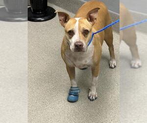 Mutt Dogs for adoption in Las Vegas, NV, USA