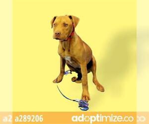 Labralas Dogs for adoption in Stockton, CA, USA