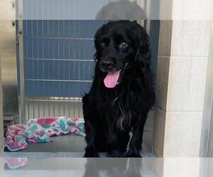 Cocker Spaniel Dogs for adoption in Orange, CA, USA