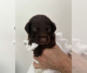Labrador Retriever-Unknown Mix Dogs for adoption in Euless, TX, USA