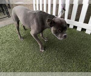 Mutt Dogs for adoption in Modesto, CA, USA