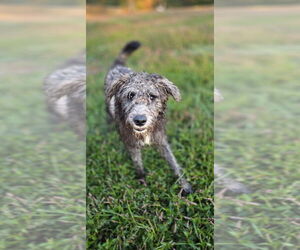 Labrador Retriever-Unknown Mix Dogs for adoption in Aurora, IN, USA
