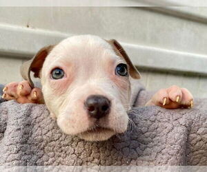 American Pit Bull Terrier-American Staffordshire Terrier Mix Dogs for adoption in Wenonah, NJ, USA