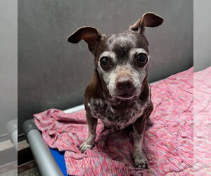 Chihuahua Dogs for adoption in Chico, CA, USA