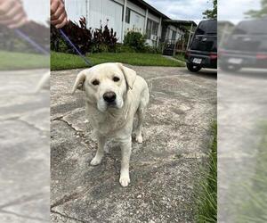 Labrador Retriever-Unknown Mix Dogs for adoption in Houston, TX, USA
