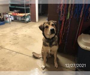 Shepradors Dogs for adoption in Sanford, FL, USA
