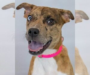 Mutt Dogs for adoption in Kennesaw, GA, USA