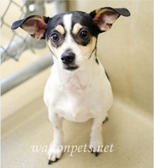 Rat Terrier Dogs for adoption in Winder, GA, USA