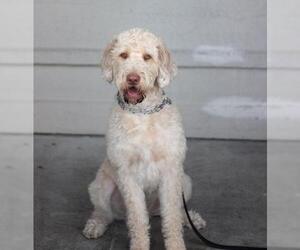 Poodle (Standard) Dogs for adoption in Palo Alto, CA, USA