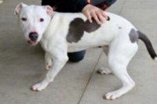 American Staffordshire Terrier-Unknown Mix Dogs for adoption in Monroe, OH, USA