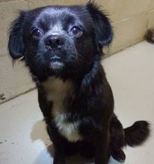 Pekingese Dogs for adoption in Newport, KY, USA