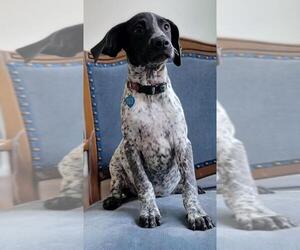 German Shorthaired Pointer Dogs for adoption in San Francisco, CA, USA
