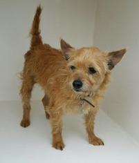 Cairn Terrier Dogs for adoption in Houston, TX, USA