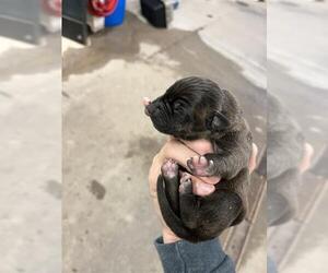 American Pit Bull Terrier-Unknown Mix Dogs for adoption in Oklahoma City, OK, USA