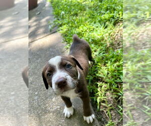 Labrottie Dogs for adoption in Raleigh, NC, USA