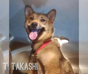 Shiba Inu Dogs for adoption in House Springs, MO, USA